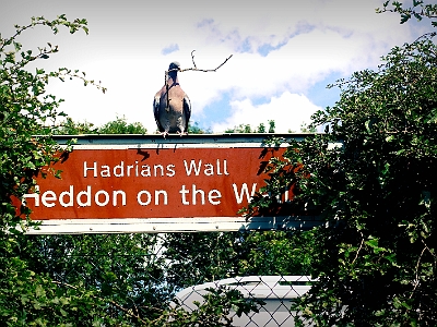 DSC01127  Hadrian's Wall, Heddon on the Wall