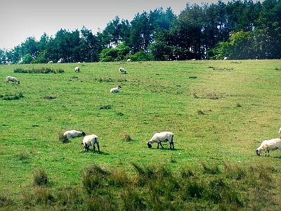 DSC01162  Scotland Countryside