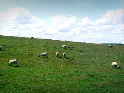 DSC01168  Scotland Countryside