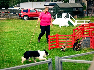 DSC01577  Herding ducks,  Aberfoyle, Scotland