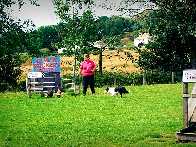 DSC01578  Herding ducks,  Aberfoyle, Scotland