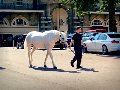 DSC00785  The Royal Mews, Buckingham Palace