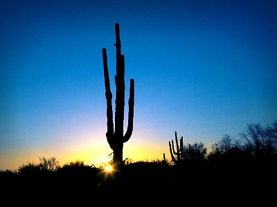 Sonoran Sunset 2575